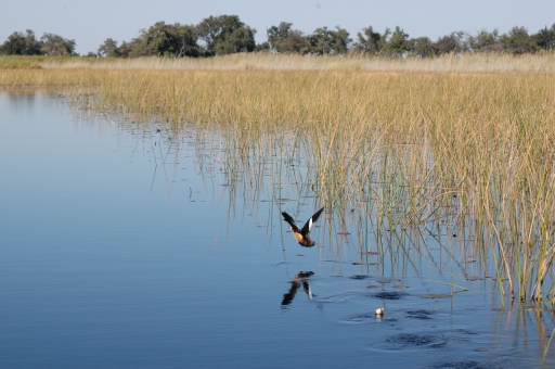 Duck and water 2 